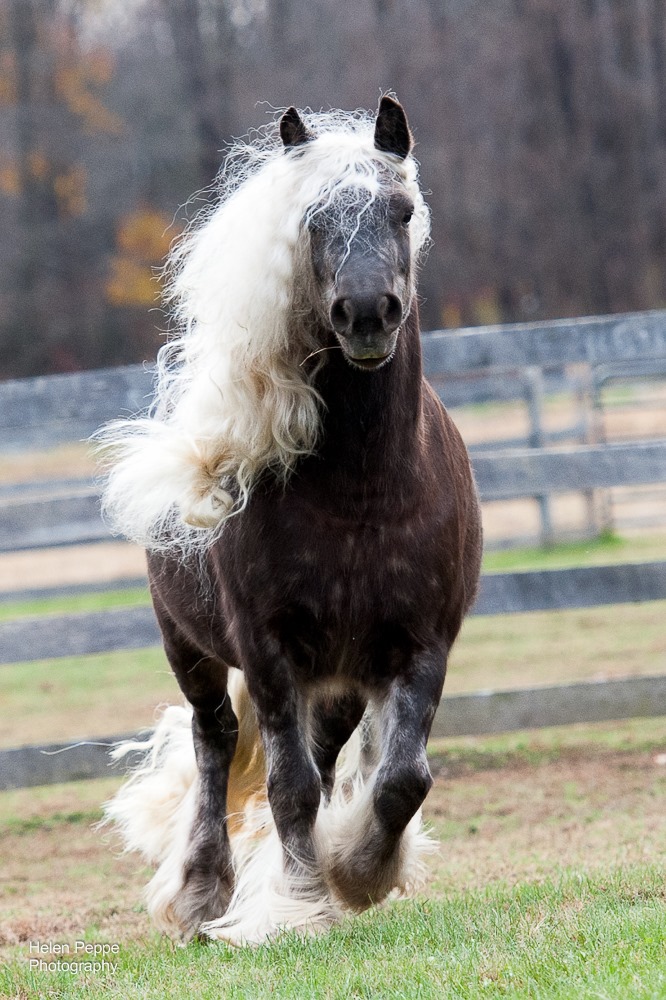 Helen Peppe Equine Photography